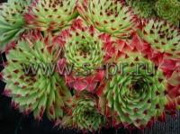 sempervivumcalcareum