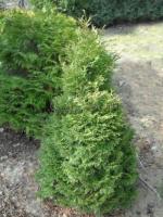 thuja_occidentalis_barabits_compact