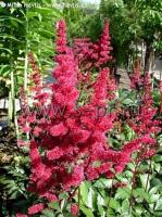 astilbearendsiiburgundyred