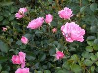 rosahsommerwind