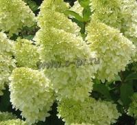 hydrangea_paniculata_magical_candle