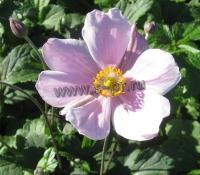 anemone_japonica_lorelei