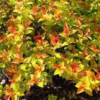 spiraea_japonica_magic_carpet_1