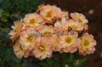 rosa_suntan_1