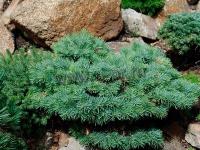 abies_concolor_piggelmee