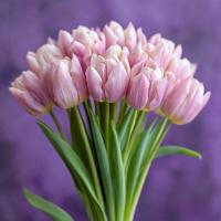 Тюльпан bakery Lilac Wonder  - фото саженцы, для посадки 