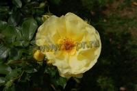 rosa_goldschatz_f