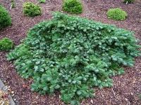 abies_amabilis_spreading_star
