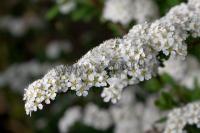 spiraea_arguta