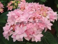 hydrangea_paniculata_pink_beauty