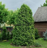thuja_occidentalis_lutescens_1