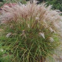 miscanthus_sinensis_kleine_silberspinne