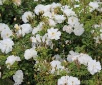 rosa_diamant_1