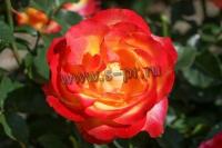 rosa_antiqua