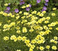 coreopsis_creme_brulee_1