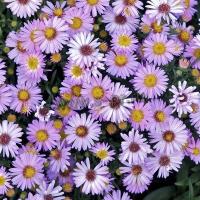 aster_dumosus_marjorie