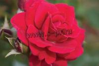 rosa_super_hero_1
