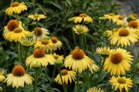 echinacea_purpurea_daydream