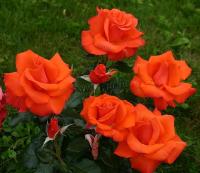 rosa_fellowship_2