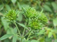 rosa_viridiflora
