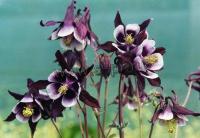 aquilegia_william_guiness