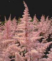 astilbe_arendsii_elizabeth_bloom