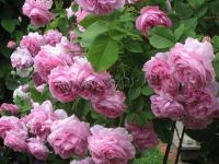 rosa_louise_odier_h