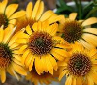 echinacea_purpurea_harvest_moon