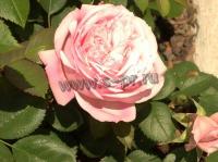 rosa_prairie_joy_h