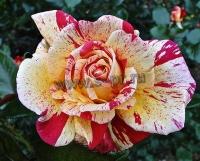 rosa_broceliande_1