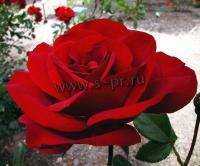 rosagrandhote