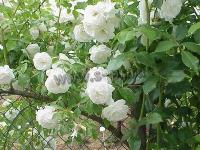 rosa_k_climbing_schneewittchen