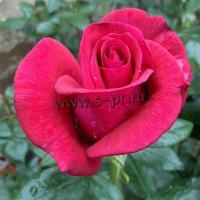 rosa_grand_classe_th