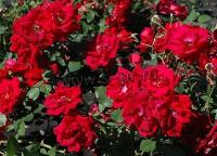 rosa_champlain_h