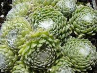 sempervivum_tomentosum