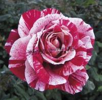 rosa_rachel_louise_moran_th_2