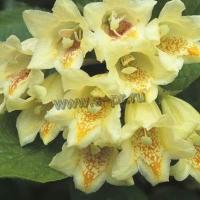 weigela_middendorffiana_1