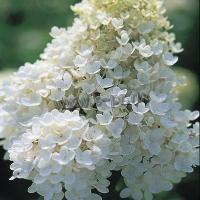 hydrangea_paniculata_grandiflora_2