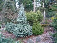abies_concolor_archers_dwarf