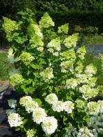 hydrangea_paniculata_moonlight