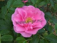 rosa_jens_munk_r