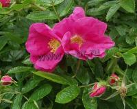 rosa_nitida_kebu