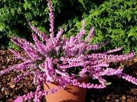 calluna_vulgaris_annemarie