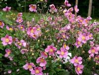 anemone_japonica_praecox_1
