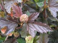 physocarpus_opulifolius_red_baron