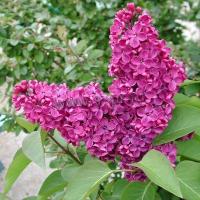 syringa_vulgaris_sarah_sands