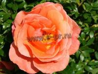 rosacherrybrandy85