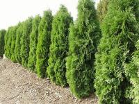 thuja_occidentalis_maloniana