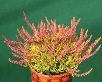 calluna_vulgaris_bonita_1