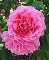 rosa_john_clare
